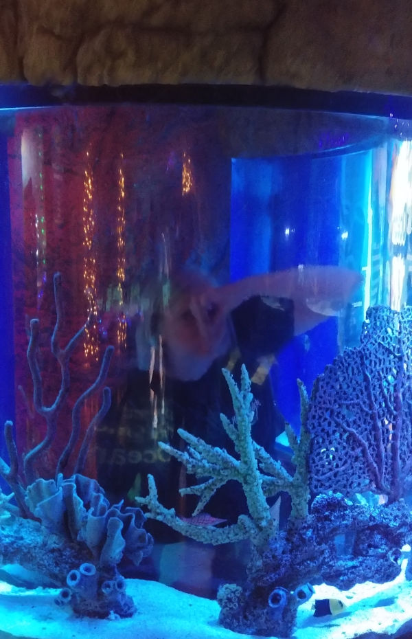 Sea Life Aquarium ICON Park, Orlando